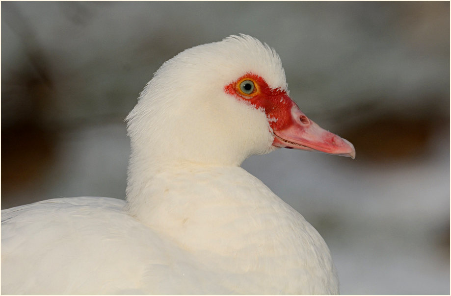 Flugente, Warzenente