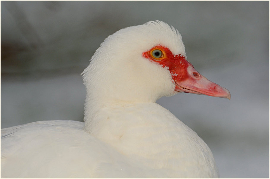 Flugente, Warzenente