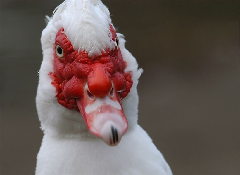 Flugente, Warzenente