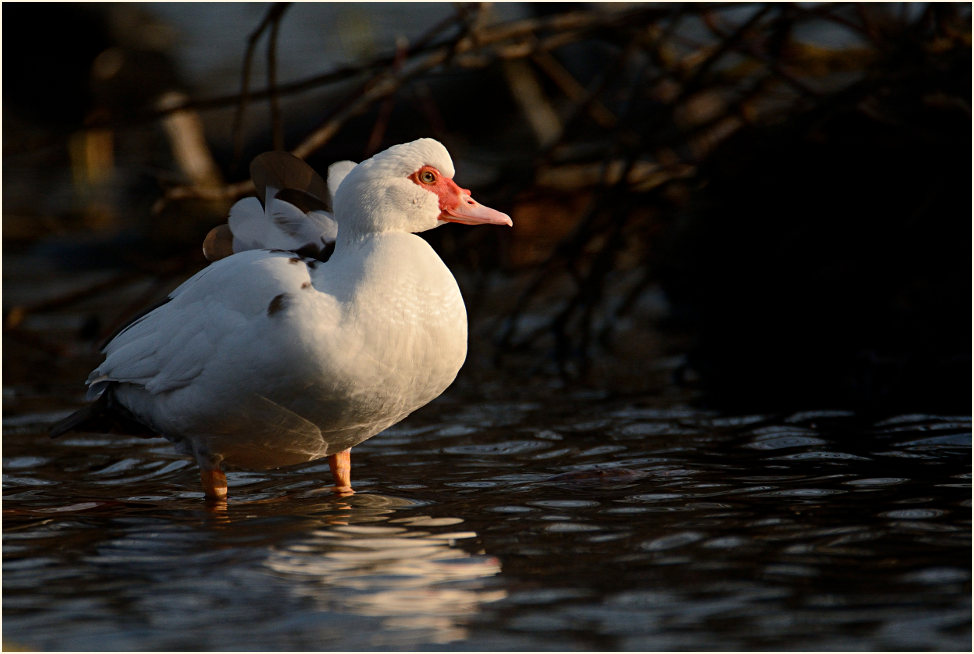 Flugente, Warzenente
