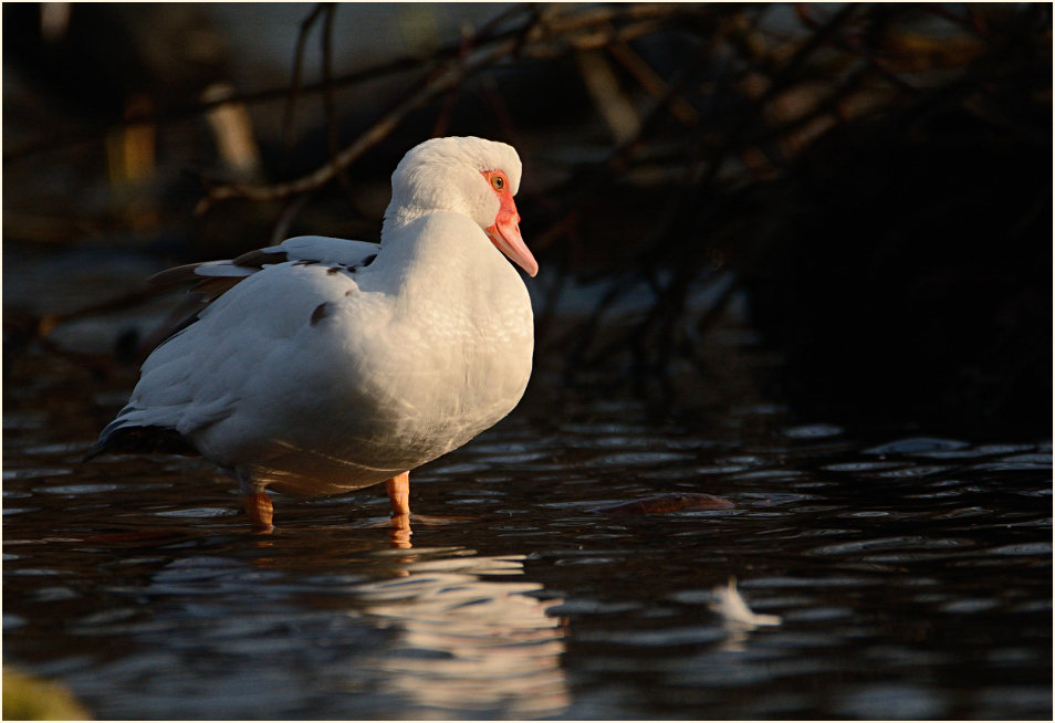 Flugente, Warzenente