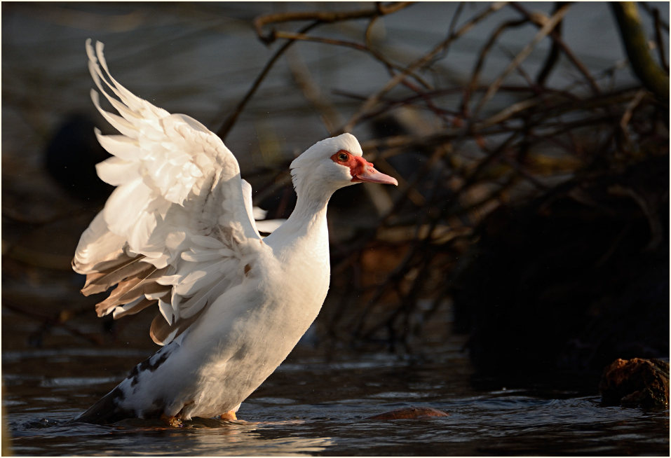 Flugente, Warzenente