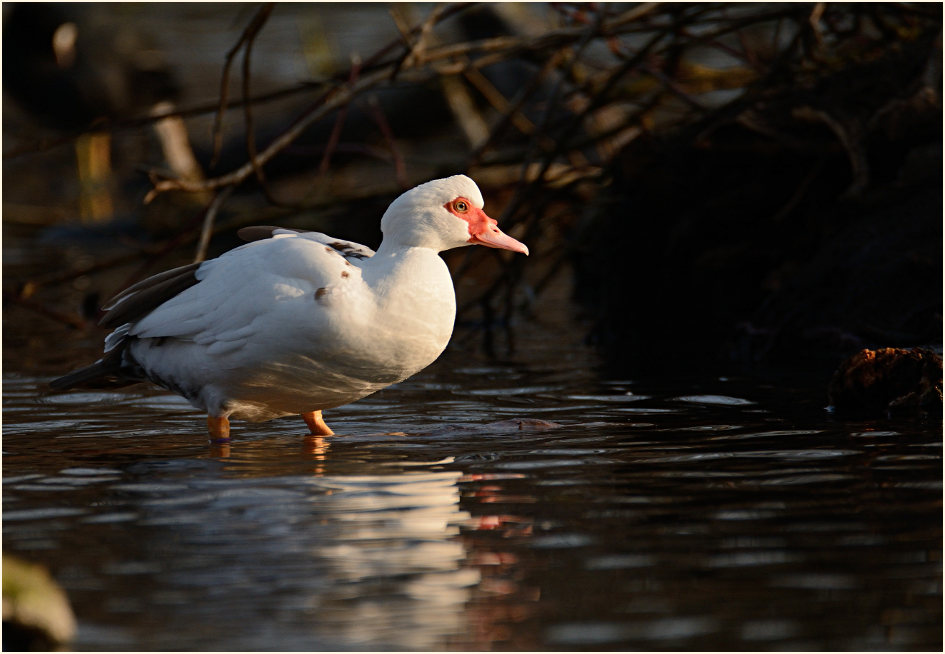 Flugente, Warzenente