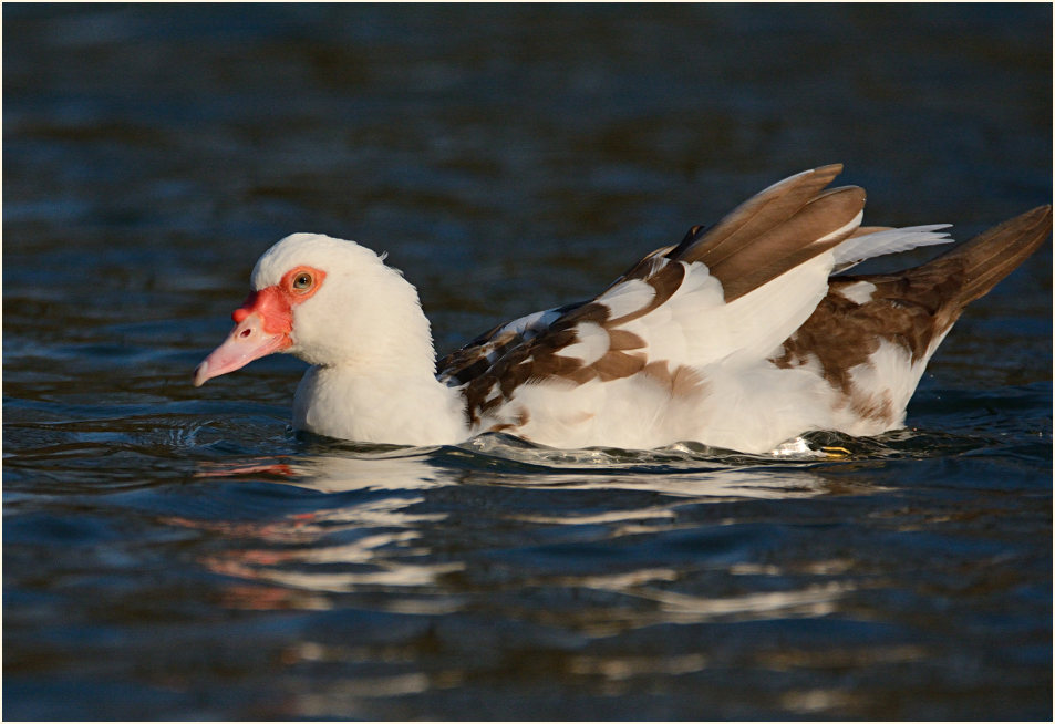Flugente, Warzenente