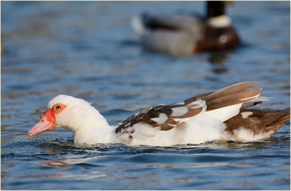 Flugente, Warzenente