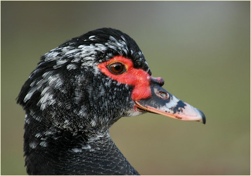 Flugente, Warzenente