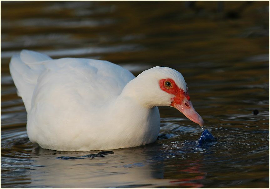 Flugente, Warzenente
