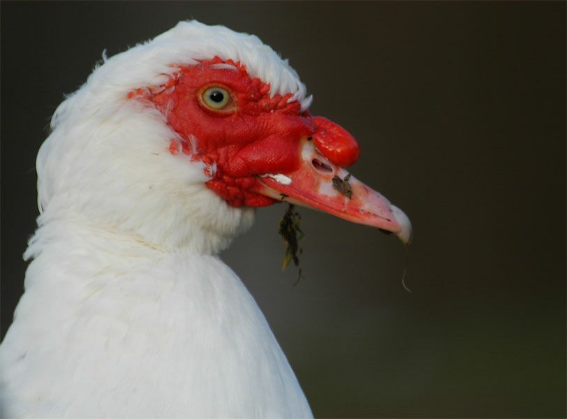 Flugente, Warzenente