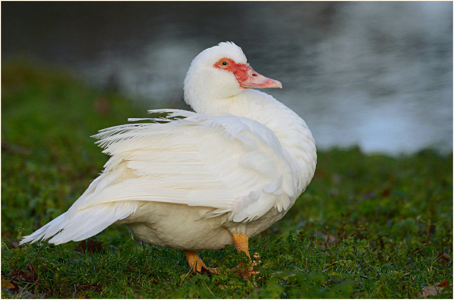 Flugente, Warzenente