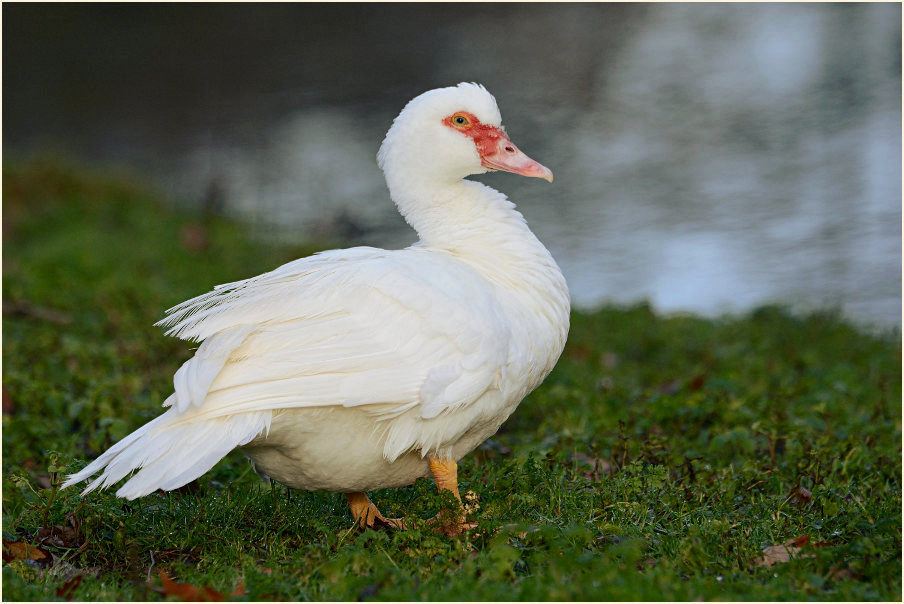 Flugente, Warzenente