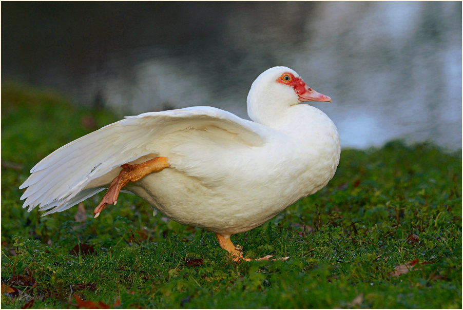 Flugente, Warzenente