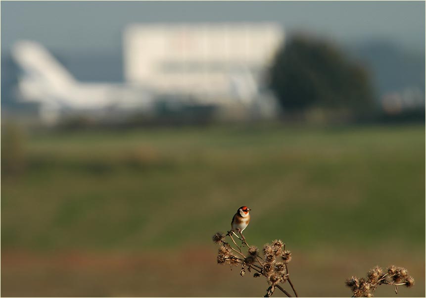 Stieglitz am Flughafen D&uuml;sseldorf