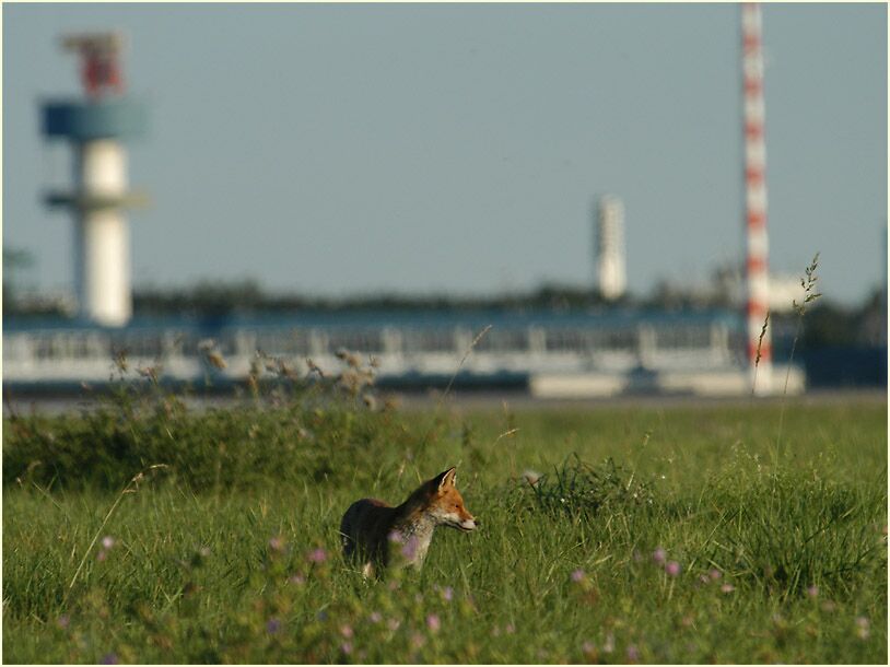 Rotfuchs am Flughafen Düsseldorf