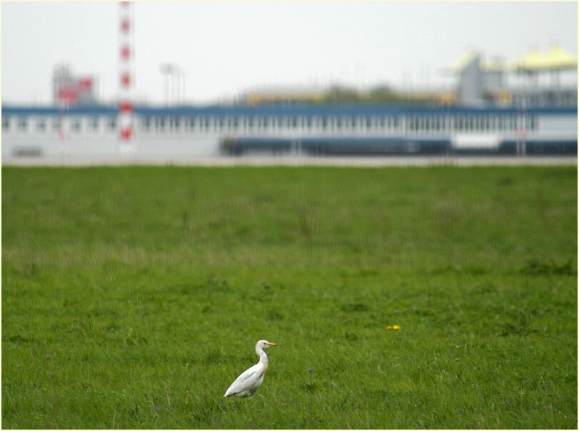 Kuhreiher am Flughafen Düsseldorf