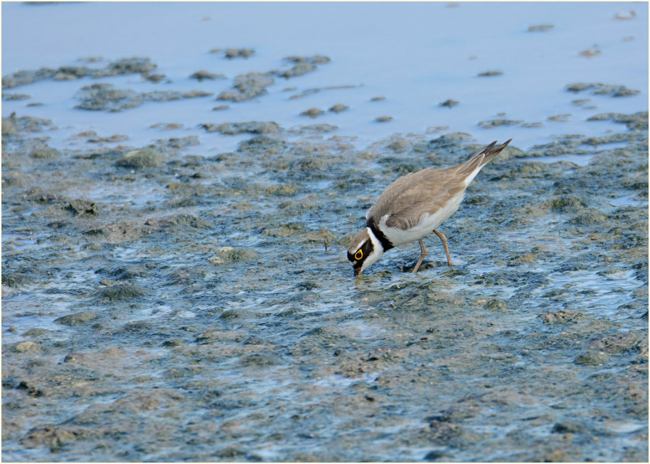 Flußregenpfeifer (Charadrius dubius)