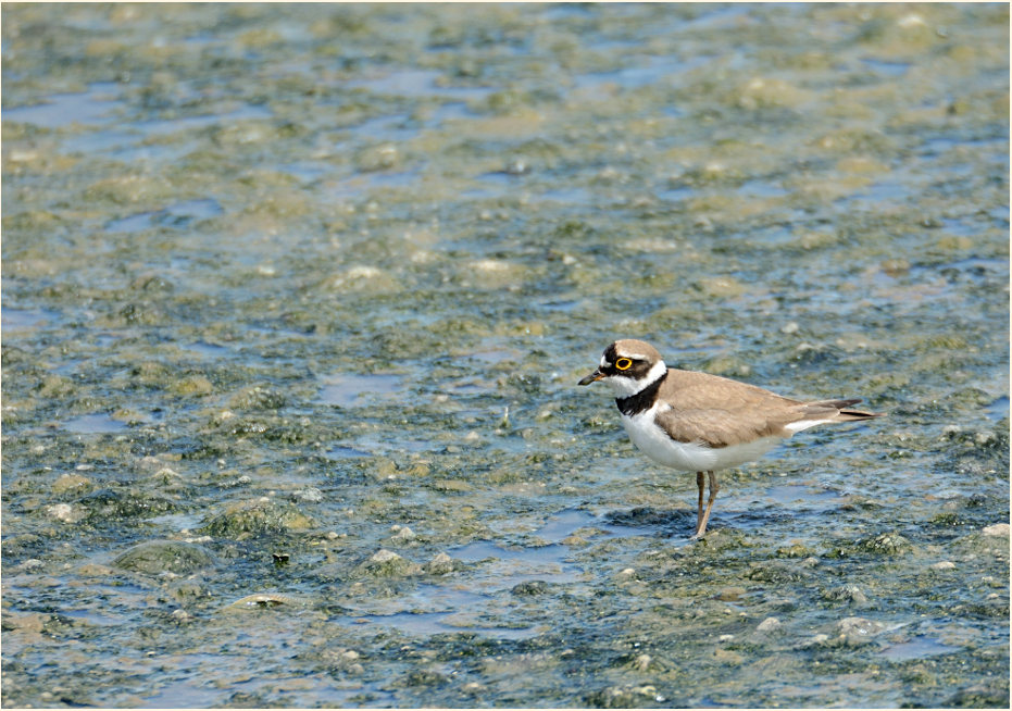 Flußregenpfeifer (Charadrius dubius)