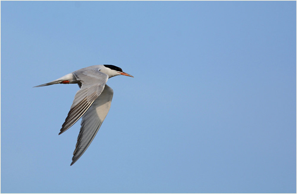 Fluss-Seeschwalbe (Sterna hirundo)