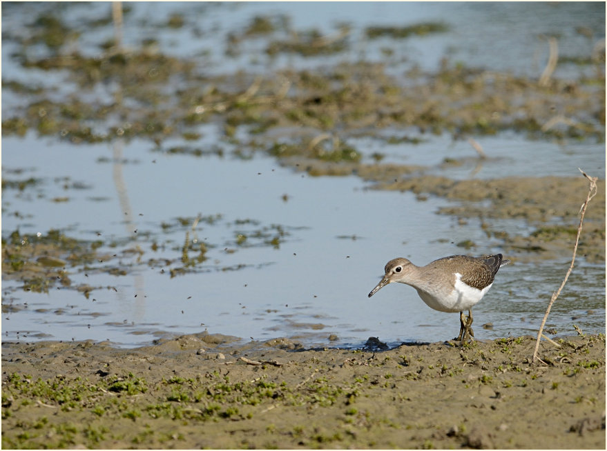 Flussuferläufer (Actitis hypoleucos)