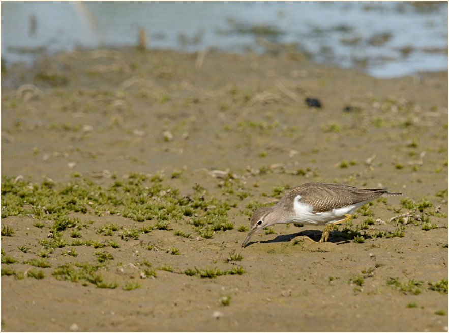 Flussuferläufer (Actitis hypoleucos)