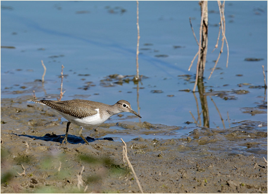Flussuferläufer (Actitis hypoleucos)