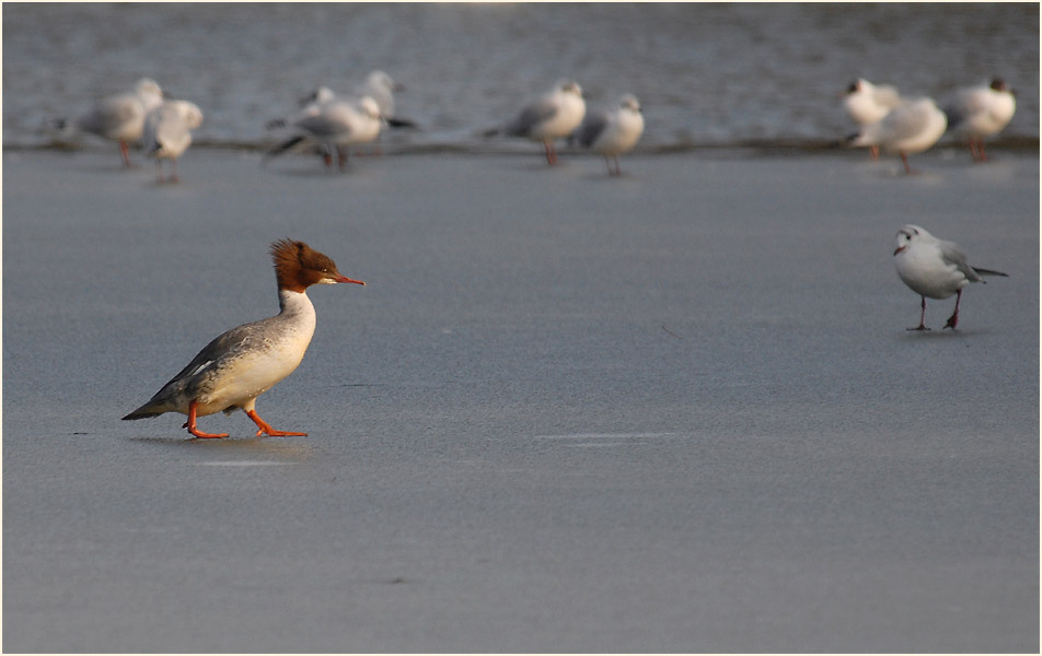 Gänsesäger (Mergus merganser)