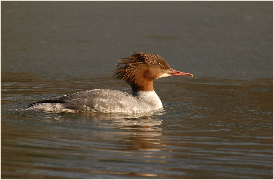 Gänsesäger (Mergus merganser)