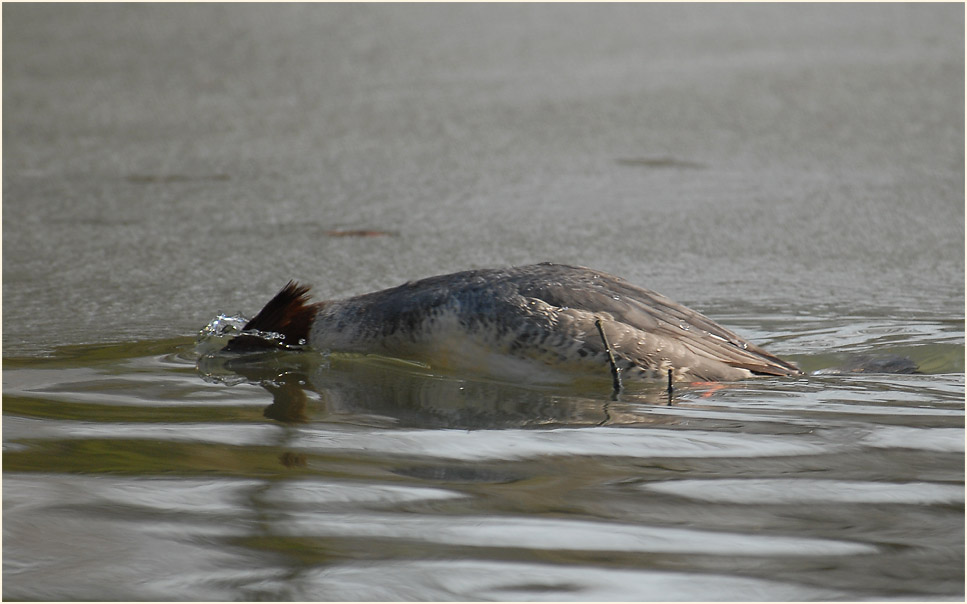 Gänsesäger (Mergus merganser)