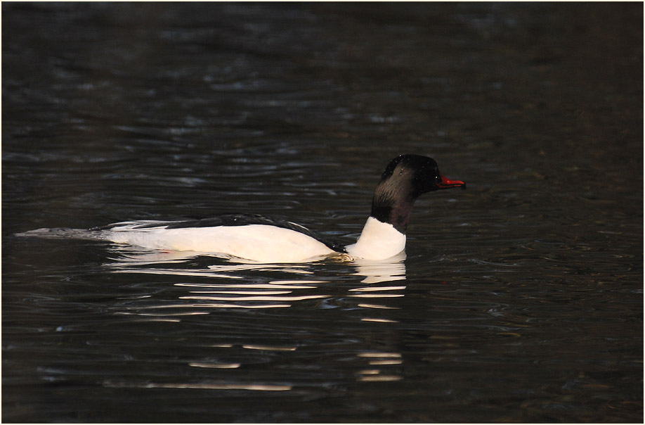 Gänsesäger (Mergus merganser)