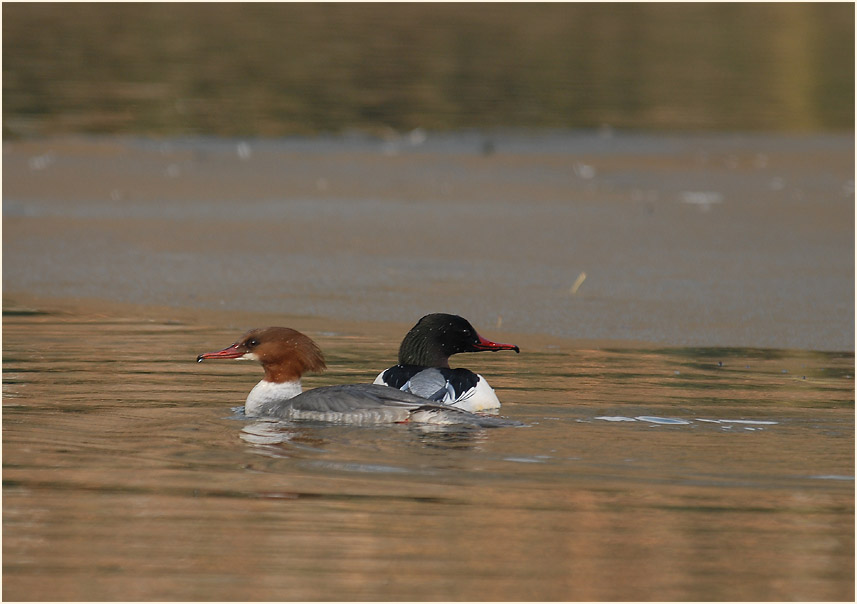 Gänsesäger (Mergus merganser)