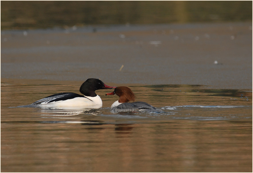 Gänsesäger (Mergus merganser)