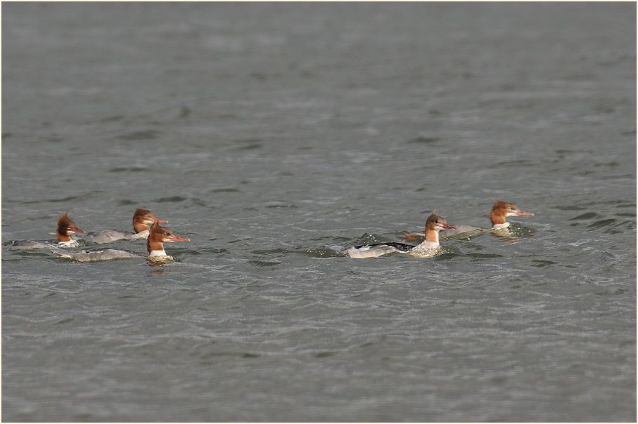 Gänsesäger (Mergus merganser)