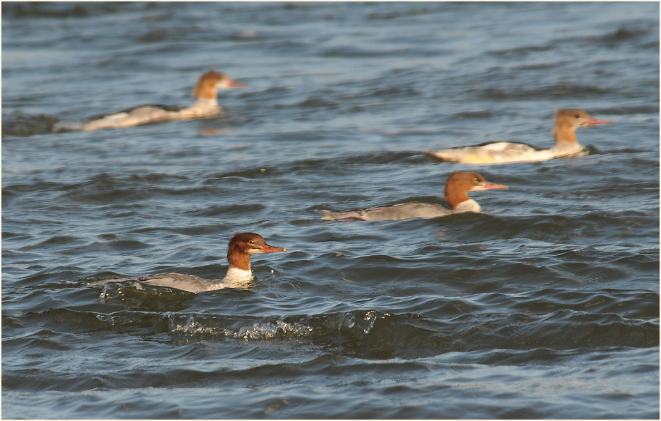 Gänsesäger (Mergus merganser)