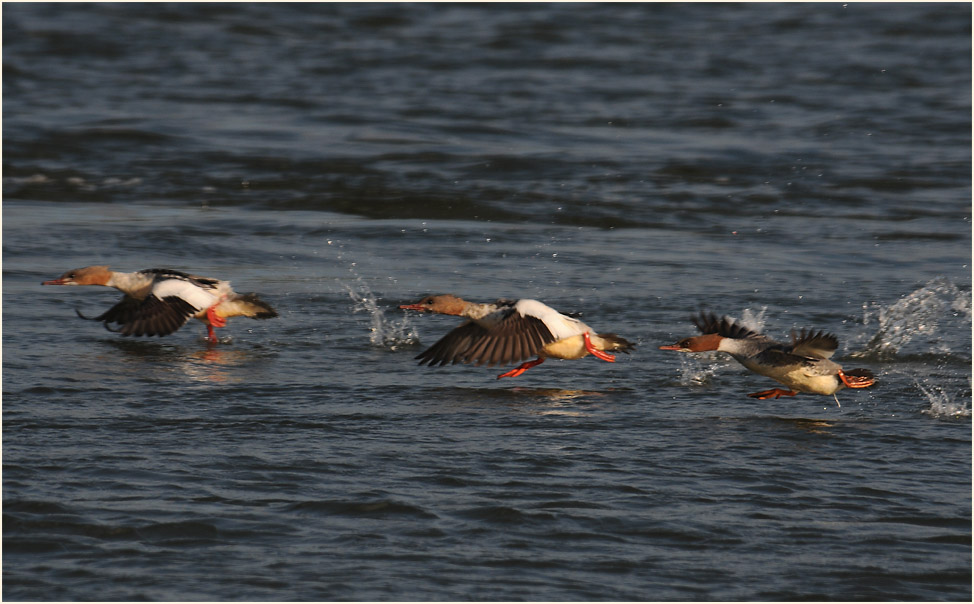 Gänsesäger (Mergus merganser)