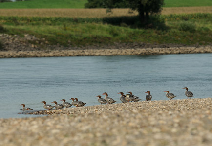 vergrößern