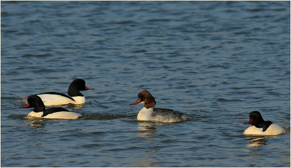 Gänsesäger (Mergus merganser)