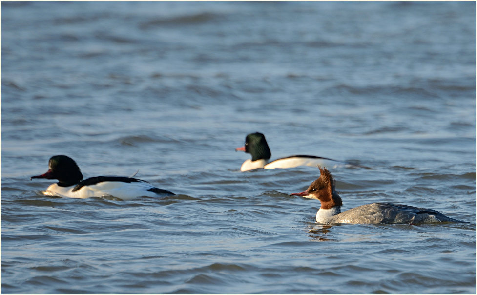 Gänsesäger (Mergus merganser)
