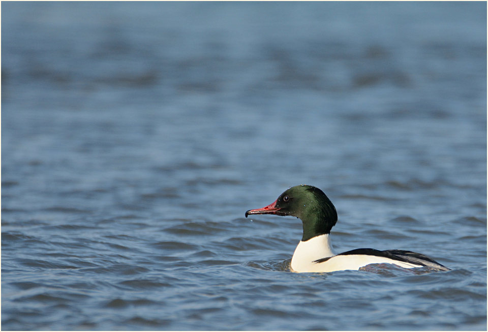 Gänsesäger (Mergus merganser)