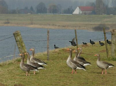 vergrößern