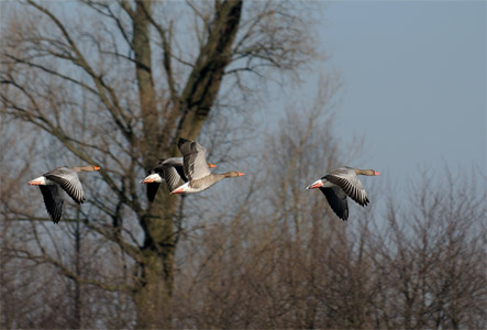 vergrößern