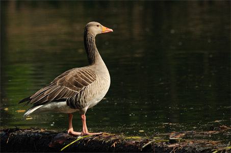 vergrößern