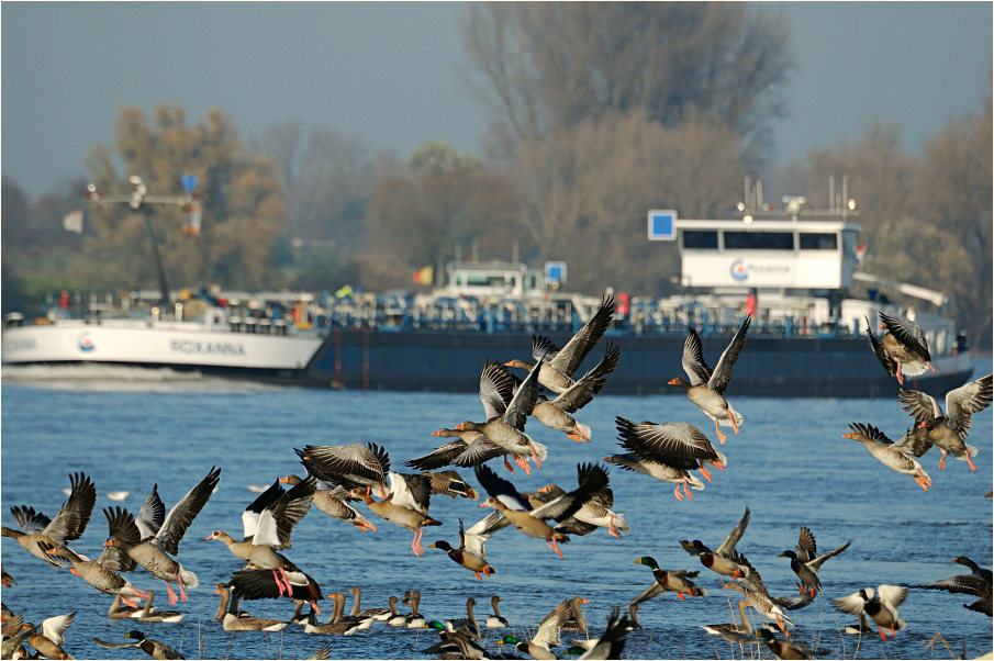 Graugans (Anser anser) und andere Entenvögel