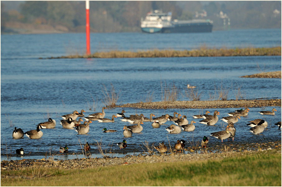 Graugans (Anser anser) und andere Entenvögel