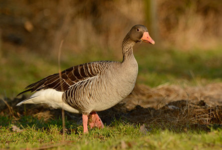 vergrößern