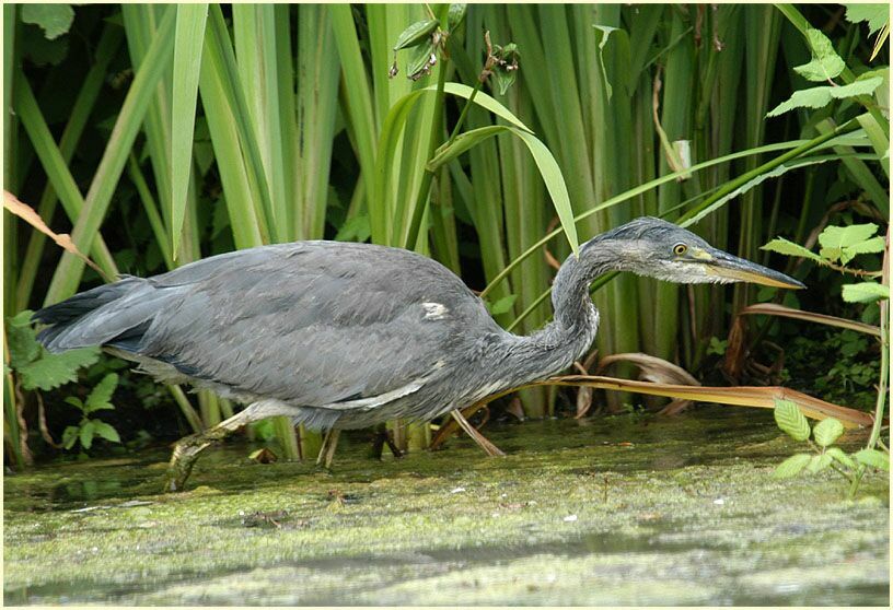 Graureiher (Ardea cinerea)