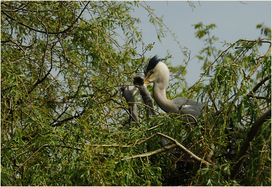 Graureiher (Ardea cinerea)