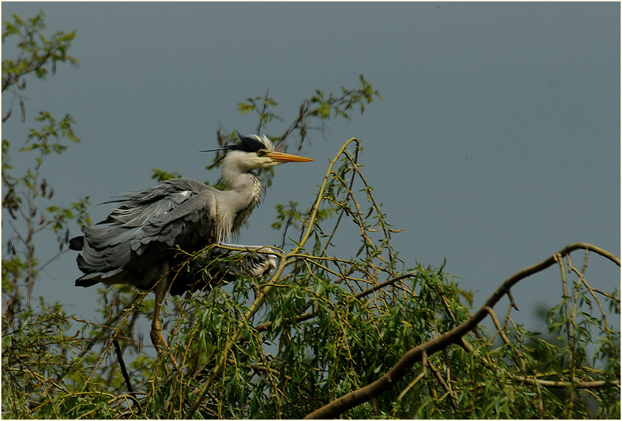 Graureiher (Ardea cinerea)