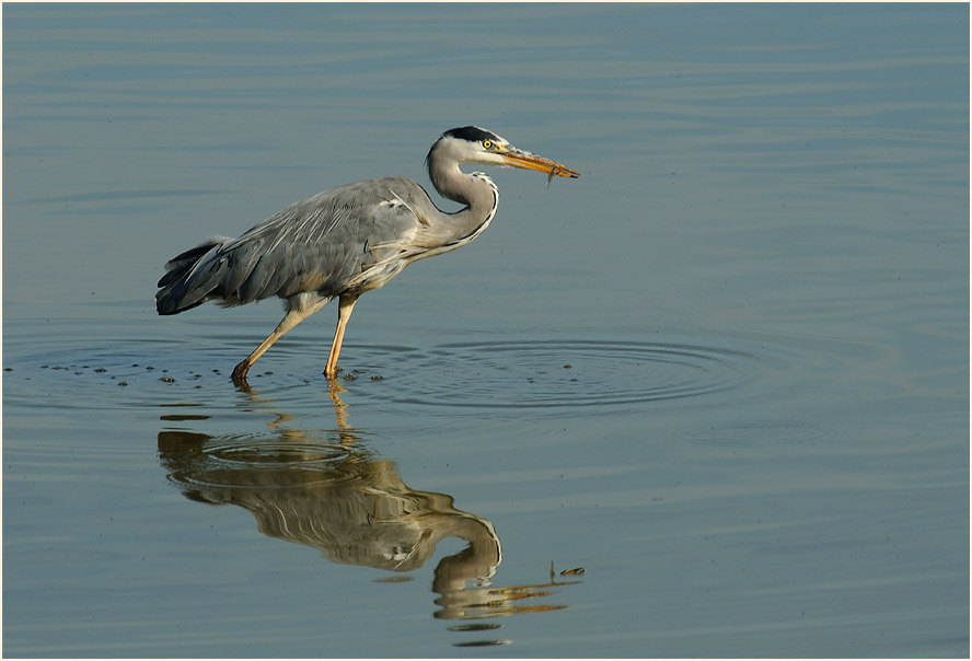 Graureiher (Ardea cinerea)