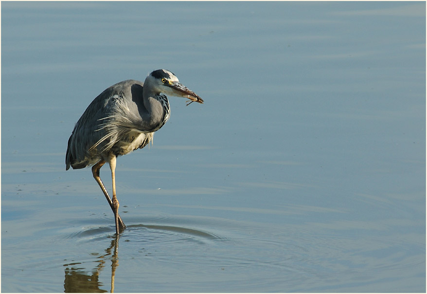 Graureiher (Ardea cinerea)