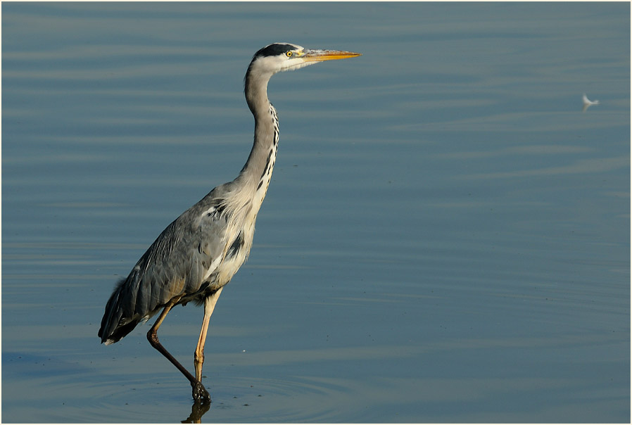 Graureiher (Ardea cinerea)