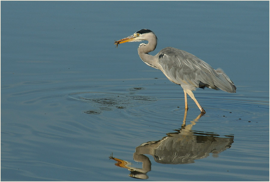 Graureiher (Ardea cinerea)